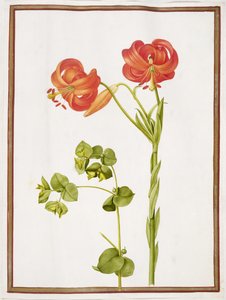 Spurge and Lilium Chalcedonicum